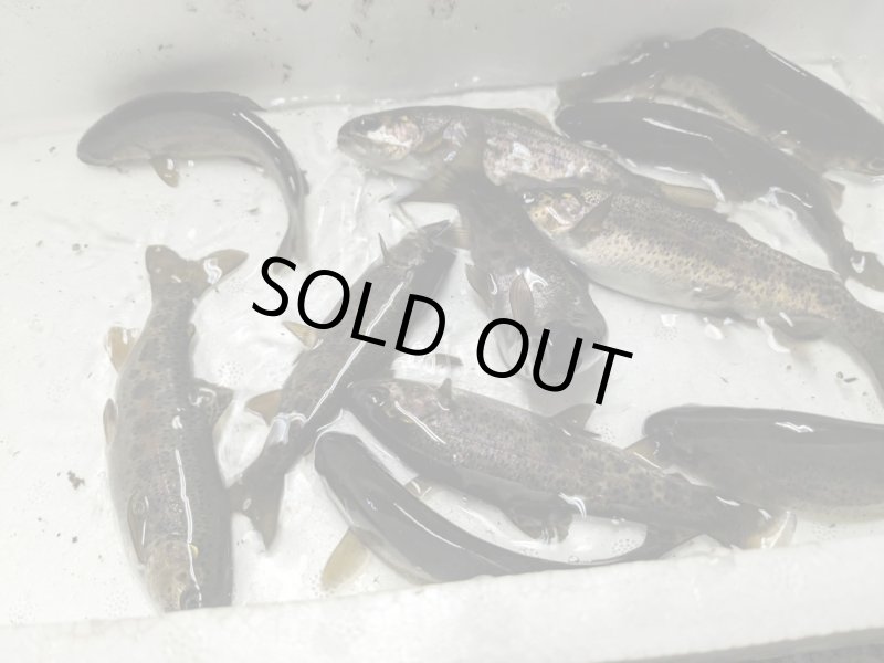 画像4: 【５匹セット】ニジマス　１０cm〜２０cm (4)