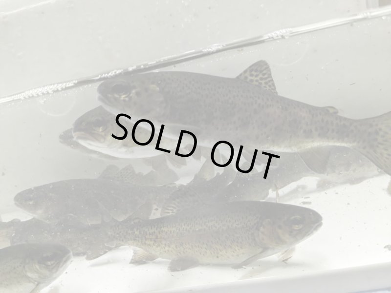 画像2: 【５匹セット】ニジマス　１０cm〜２０cm (2)