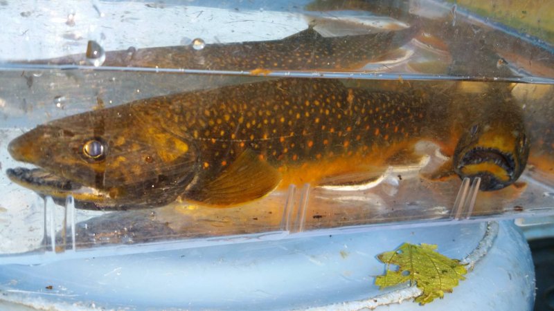 画像2: 【10匹セット】オショロコマ（小）10cm-15cm (2)