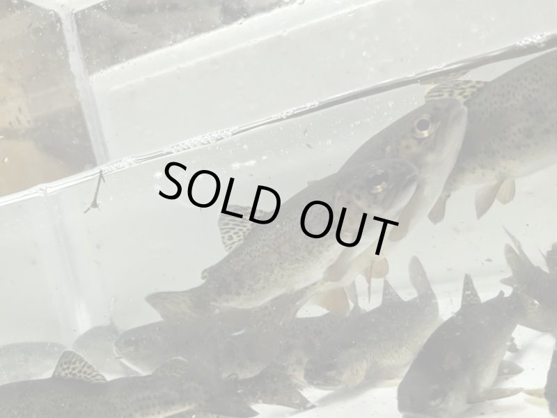 画像3: 【５匹セット】ニジマス　１０cm〜２０cm (3)