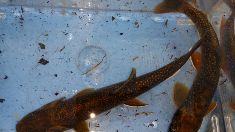 画像4: 【10匹セット】オショロコマ（小）10cm-15cm (4)