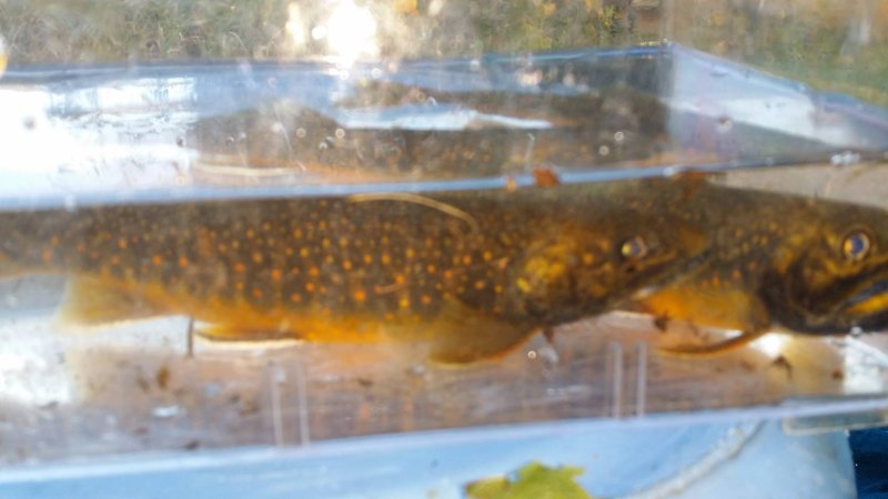 画像3: 【10匹セット】オショロコマ（小）10cm-15cm (3)