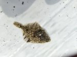 画像1: ヌマガレイ(幼魚)　5cm〜７cm (1)