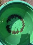 画像2: 北海道産　ヌマガレイ(幼魚)1匹 (2)