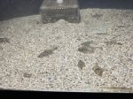 画像3: 北海道産　ヌマガレイ(幼魚)1匹 (3)