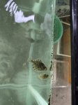 画像1: 北海道産　ヌマガレイ(幼魚)1匹 (1)